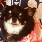 ちぇかぽの画像