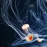 10#の画像