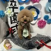 azuleの画像