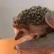 koko