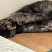 アインドの画像