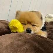 カピバラP
