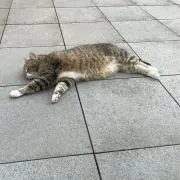 tabiの画像