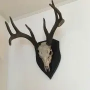 ty