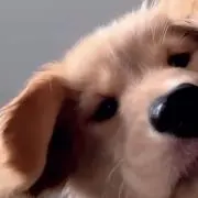 ぽむまる⭐︎の画像