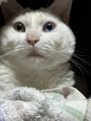 Tの画像