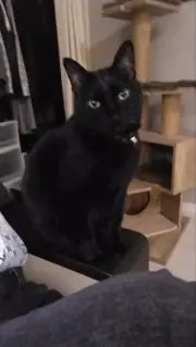 凛の画像