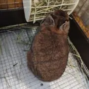 にぃなの画像