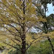 Kumananoの画像