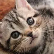 キリトの画像