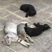 shoの画像