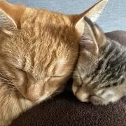 なまこ