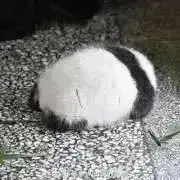Satoの画像