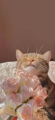 華の画像