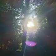 ヨシ