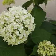アナベルの画像