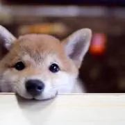 パパイヤ
