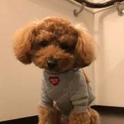 coco♡大人フェミニン服の画像