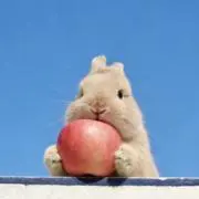 すいかの画像
