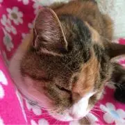 ちゃっぴー☆プロフ必読