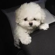 ちゃまの画像