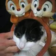 ひなの画像