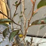 Gomaの画像