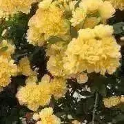 鈴の画像