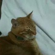 きゃらめ