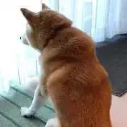 ころん３の画像