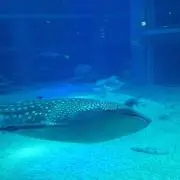 モカ☆希望購入価格教えてください(^^)