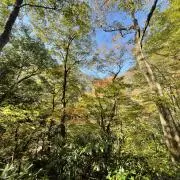 とことこの画像