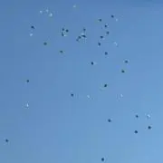 黒茶トラの画像