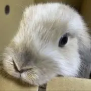 Mocacaの画像