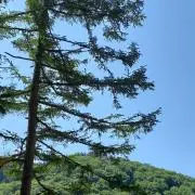 よっこの画像