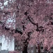 だだだの画像