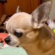 エリザベス