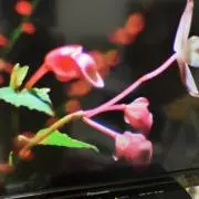 まさちゃん