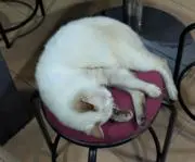 とふるぬの画像