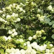 はちみつの画像