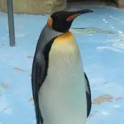 すぅ子