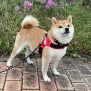 まめしばくんの画像