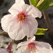 さくらの画像