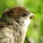 すずめの画像