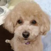 はなちゃん