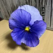あずきの画像