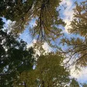 kokokoの画像