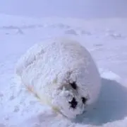 Rの画像
