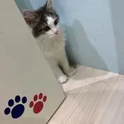 KAOの画像