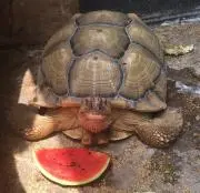 まるみそ